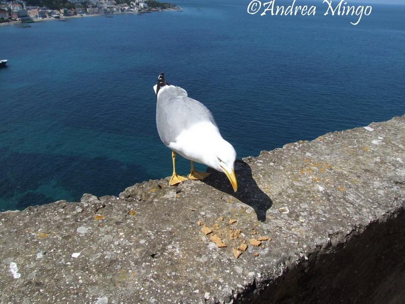 Ischia (51).jpg